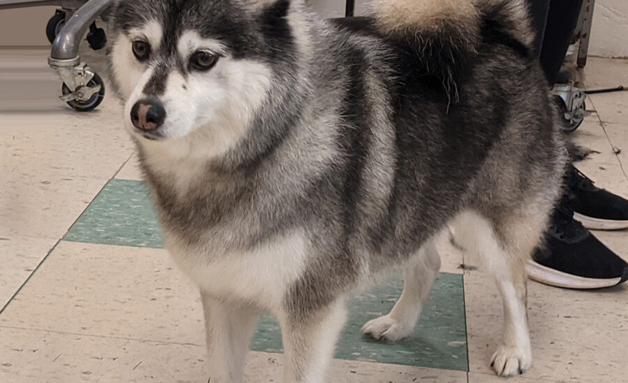 Groomed Pomsky Percy