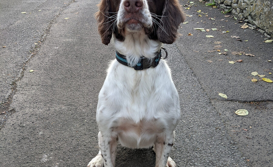 Groomed Springer Spaniel Mickey