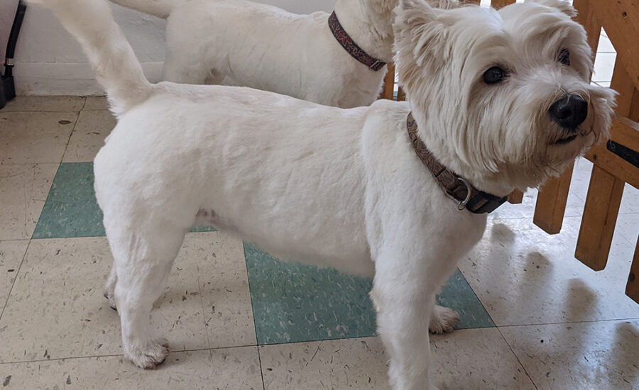 Groomed West Highland Terrier Pixie