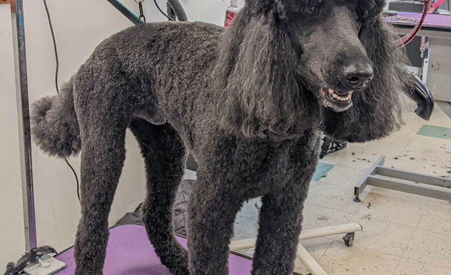 Groomed Poodle Chino